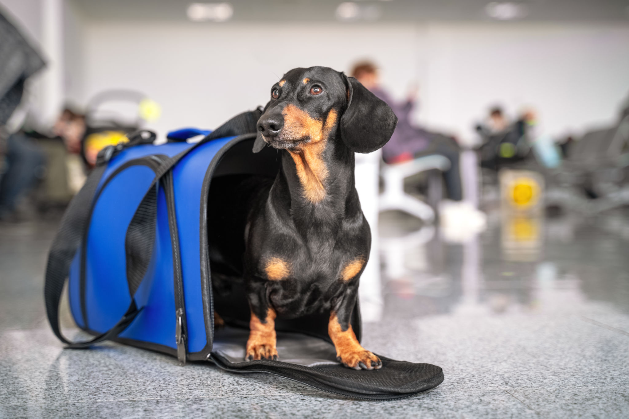 pet transport