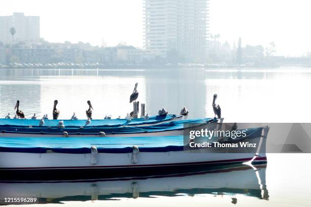 pelicans and seagulls on boats on a lake - lake merritt stock pictures, royalty-free photos & images