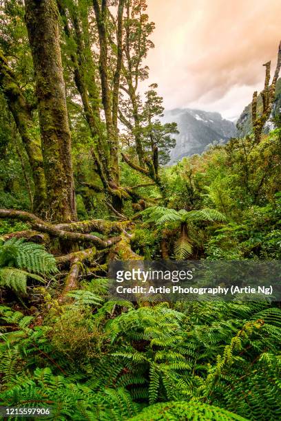 view of mitre peak with crown ferns and shrubs, fiordland national park, south island, new zealand - fiordland national park stock pictures, royalty-free photos & images