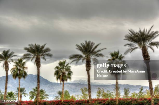 indio polo grounds landscape - indio california fotografías e imágenes de stock