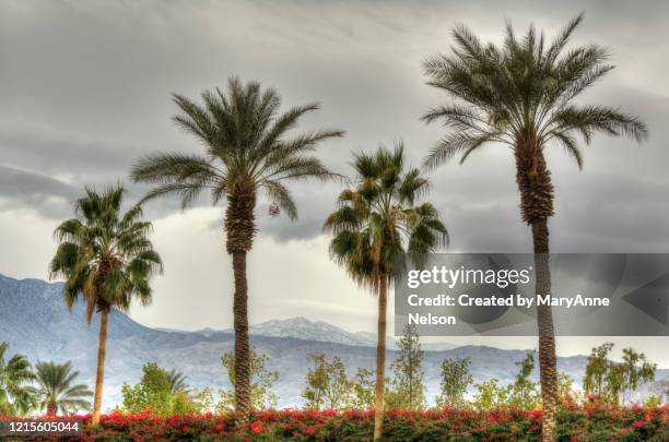 palm on a cloudy day - indio california stockfoto's en -beelden