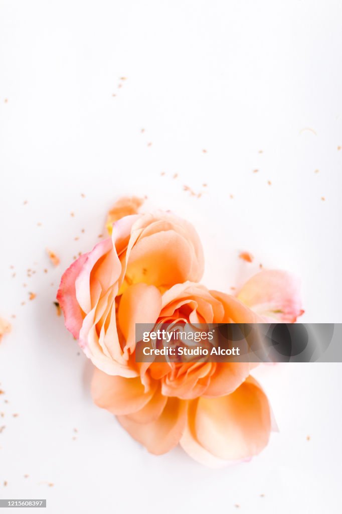 Dramatic Flower
