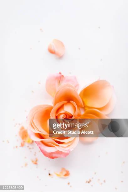 deconstructed rose - rose petals stock-fotos und bilder