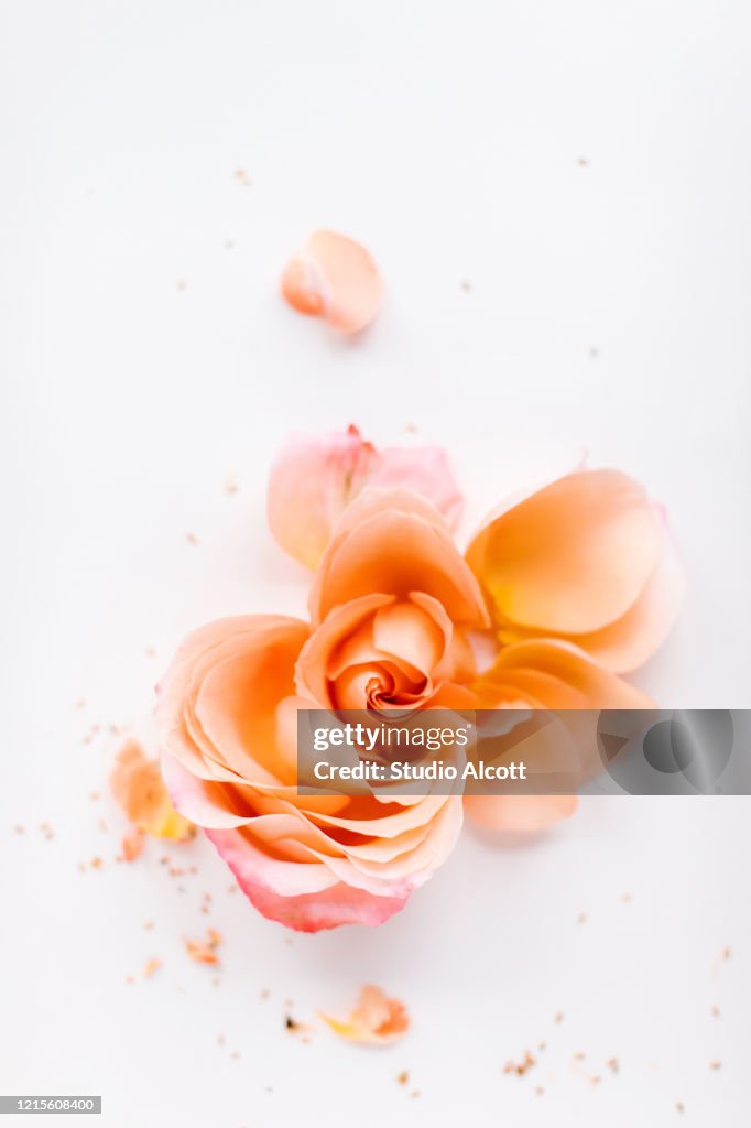 Deconstructed Rose
