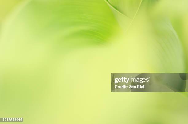 abstracted image of tropical leave - zerbrechlichkeit stock-fotos und bilder