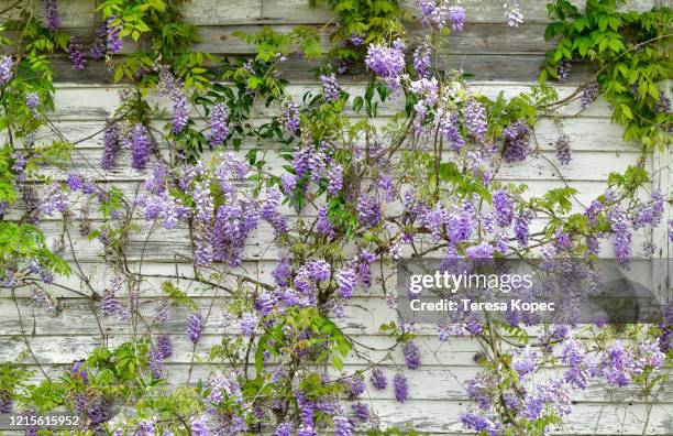 wisteria on old building - blauweregen stockfoto's en -beelden