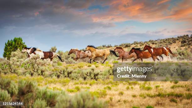 ユタ州を走る野生の馬の群れアメリカ - wild west ストックフォトと画像