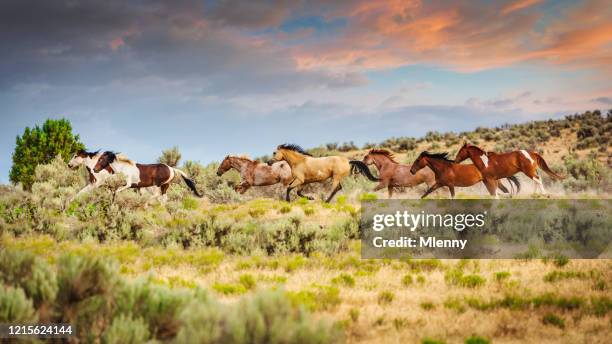 herd of wild horses running utah usa - wild west sunset stock pictures, royalty-free photos & images