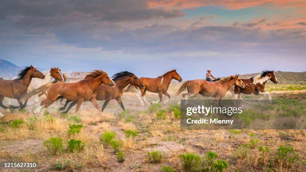 cowboy rancher bringing back home herd of young wild horses usa - mustang fotografías e imágenes de stock