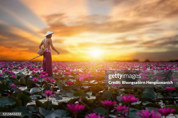 fisherman - thale noi stock pictures, royalty-free photos & images