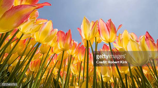 spring flowers - vernal equinox - equinox stockfoto's en -beelden