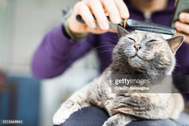 mann bürsten mit kamm hauskatze - fellpfleger stock-fotos und bilder