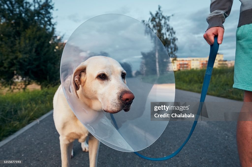 Pet owner with his old dog after surgery