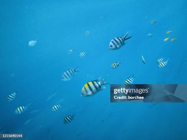 海の熱帯魚 - zebrafish ストックフォトと画像