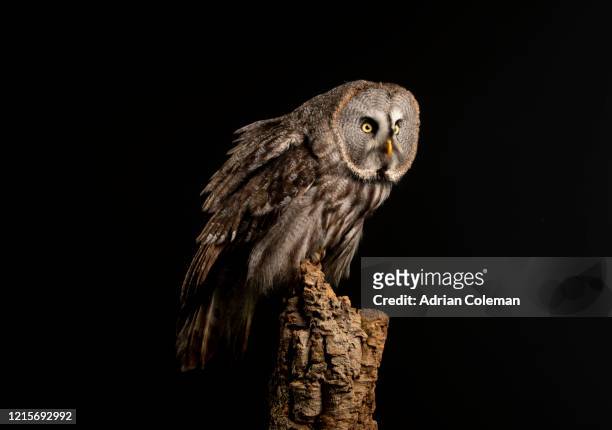 rapaci grande gufo grigio strix nebulosa - owl foto e immagini stock