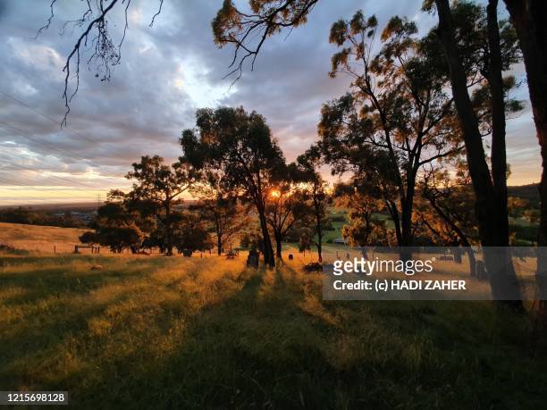 sunlight beaming through threes and grass at sunset - gippsland imagens e fotografias de stock