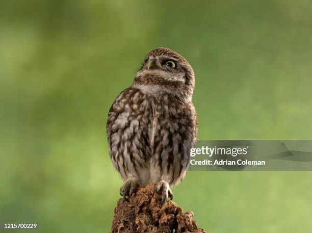 roofvogel kleine uil athene noctua - little owl stockfoto's en -beelden