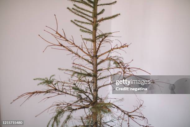 stem of the dried old wilted christmas tree in the empty room - wilted plant stock pictures, royalty-free photos & images