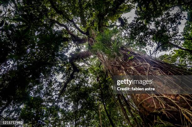 Tubi Tree Solomon Island Photos and Premium High Res Pictures - Getty Images