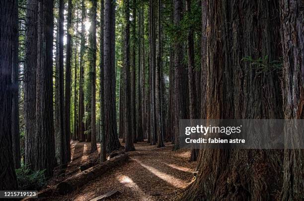 redwood tree trunks, the redwoods (whakarewarewa forest) - old tree stock pictures, royalty-free photos & images