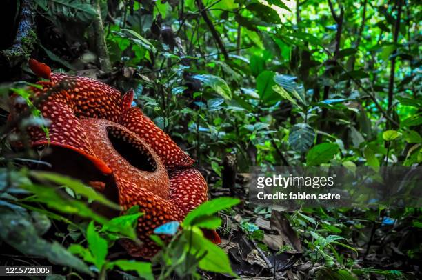 rafflesia, the biggest flower in the world, sumatra, indonesia - rafflesia - fotografias e filmes do acervo