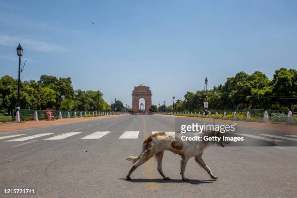 Stray dog walks in front of an empty historic India Gate, as nationwide lockdown continues over the highly contagious coronavirus on March 30, 2020...