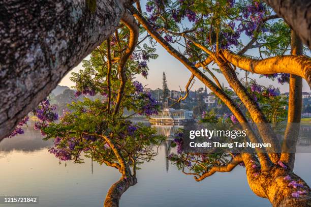 jacaranda blossoming in xuan huong lake, dalat, vietnam - jacaranda stock pictures, royalty-free photos & images