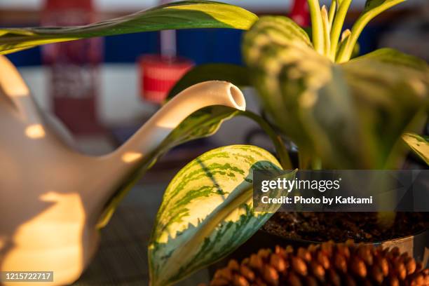 plastic watering jug next to chinese evergreen - evergreen plant foto e immagini stock