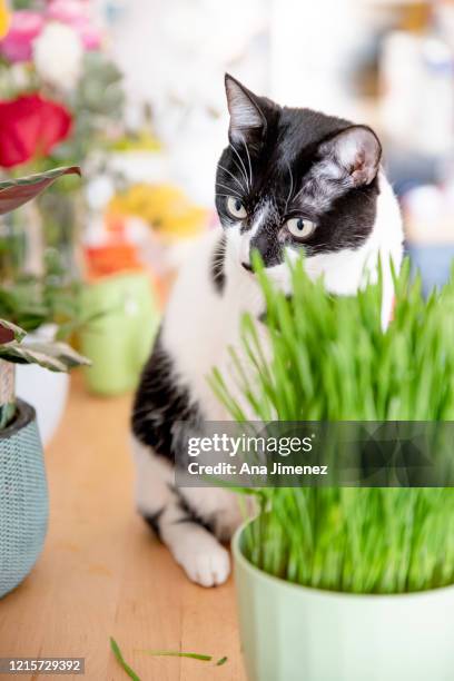 gato y hierba gatuna - catmint stock pictures, royalty-free photos & images