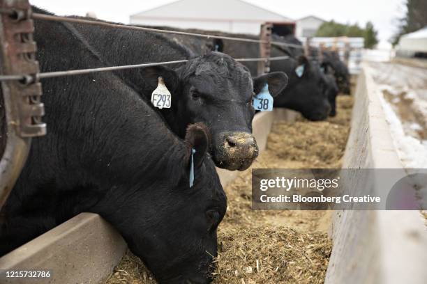 angus beef cattle - cows eating stock pictures, royalty-free photos & images