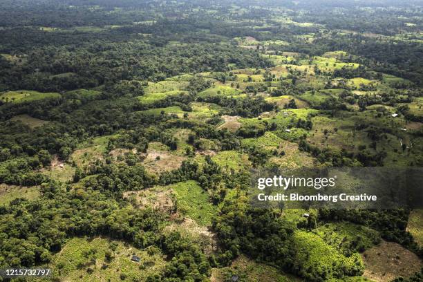 coca fields and coca leaves in colombia - coca stock-fotos und bilder