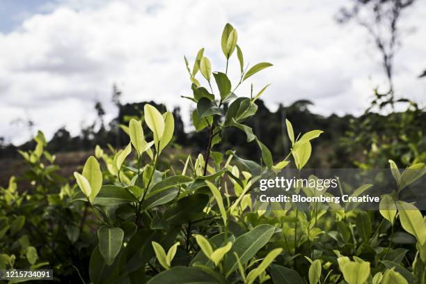 coca fields and coca leaves in colombia - coca-tree stock pictures, royalty-free photos & images