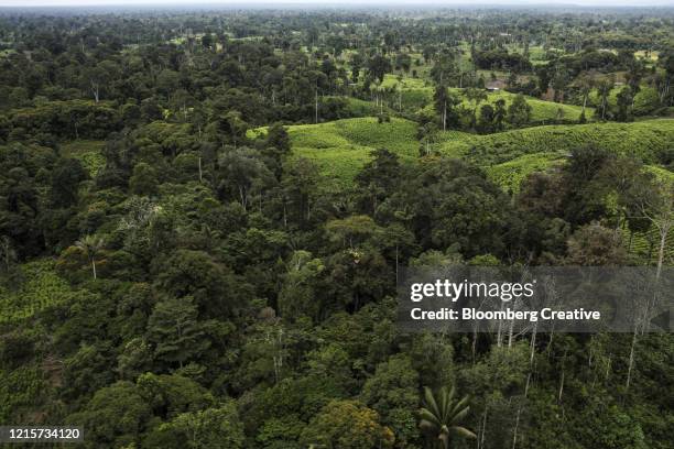 coca fields and coca leaves in colombia - coca stockfoto's en -beelden