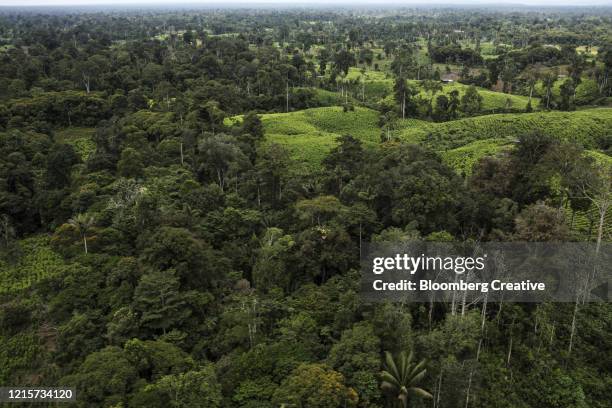 coca fields and coca leaves in colombia - chew valley stock pictures, royalty-free photos & images