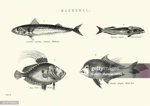 fish, atlantic mackerel, common remora, brama atropos, john dory - mackerel stock illustrations