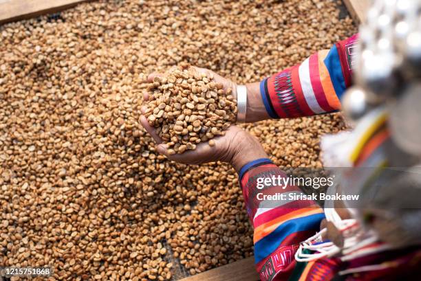 akha woman, mother and child, cleaning red coffee beans - アラビカ種 ストックフォトと画像