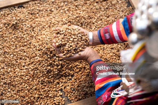 akha woman, mother and child, cleaning red coffee beans - hot vietnamese women stock pictures, royalty-free photos & images