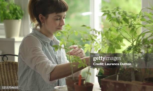 home wahl tomatenpflanze - tomato plant stock-fotos und bilder