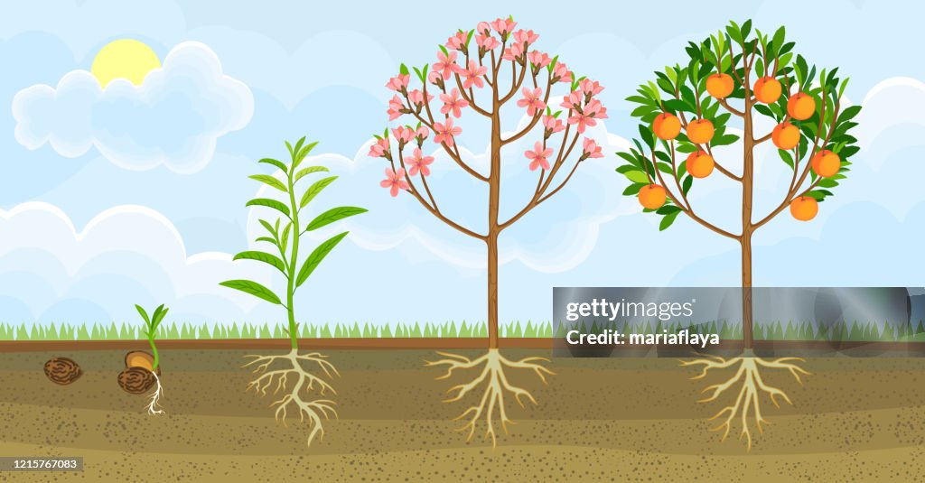 Root Cycle Life Cycle Of Peach Tree Growth Stages From Seeding To Flowering And ...