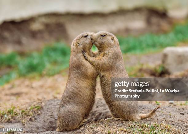 prairie dogs hugging - prairie dogs kissing stock pictures, royalty-free photos & images