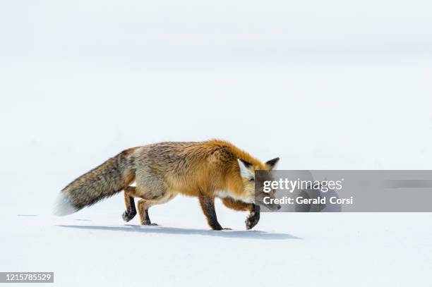 red fox, vulpes vulpes,  in the snow hunting in yellowstone national park, wy - black fox stock pictures, royalty-free photos & images