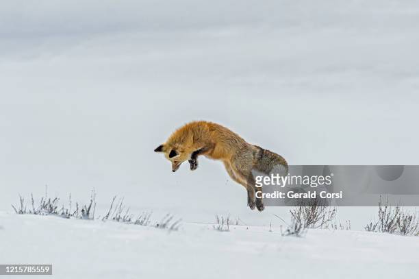 rotfuchs, vulpes vulpes, bei der schneejagd im yellowstone nationalpark, wy - black fox stock-fotos und bilder