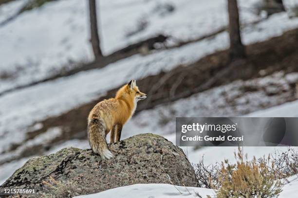 rotfuchs auf schneejagd, vulpes vulpes, yellowstone-nationalpark, wy - black fox stock-fotos und bilder