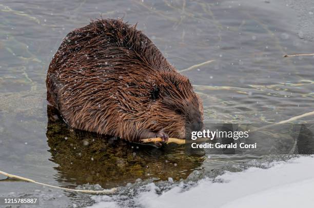 north american beaver in the water eating, castor canadensis, yellowstone nationalpark, wy - kanadischer biber stock-fotos und bilder