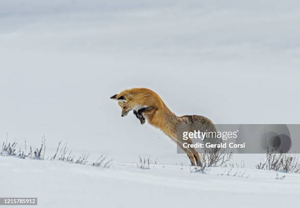 red fox, vulpes vulpes,  in the snow hunting in yellowstone national park, wy - black fox stock pictures, royalty-free photos & images