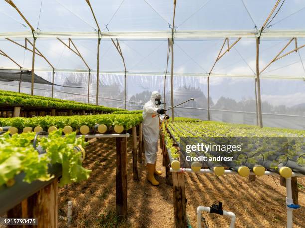 landwirt bepresiiert eine hydroponische salaternte - fumigation stock-fotos und bilder