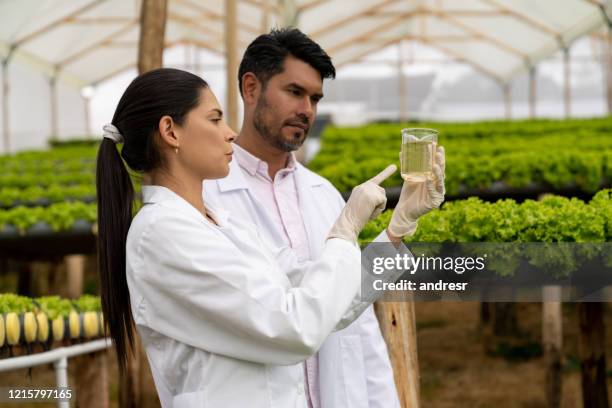 scientists looking at a water sample at a hydroponic lettuce crop - agronomist stock pictures, royalty-free photos & images