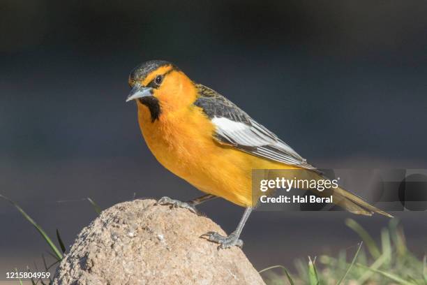 bullock's oriole male - oriole stock pictures, royalty-free photos & images