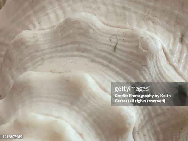 close-up of a conch shell - muschel close up studioaufnahme stock-fotos und bilder