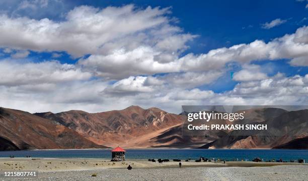 This photo taken on September 14 shows tourists taking selfies as cows gaze in front of the Pangong Lake in Leh district of Union terrritory of...